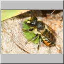 Megachile centuncularis - Blattschneiderbiene 01a 10mm - beim Blatteintrag in Totholznest - Sandgrube Niedringhaussee.jpg